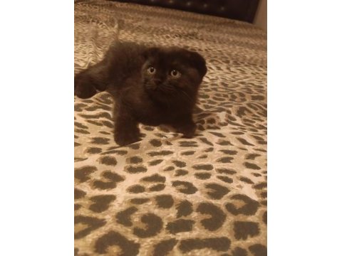 Scottish fold bebişler yeni yuvalarını arıyor