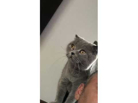 Şecereli safkan british shorthair kedilerimiz