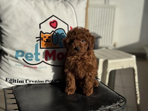 Pemode köpek çiftliğinden kore toy poodle yavrular