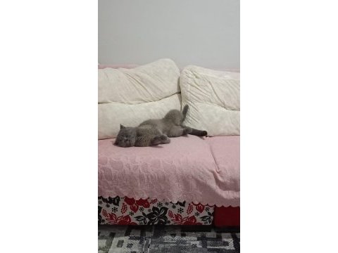 Scottish fold 2,5 aylık