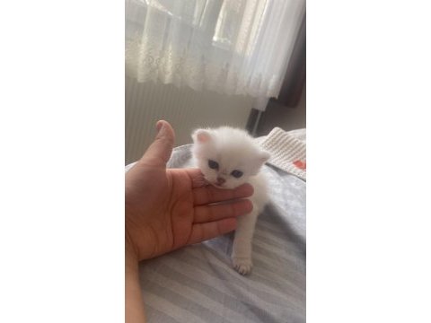 Pamuk prensle prenses british longhair