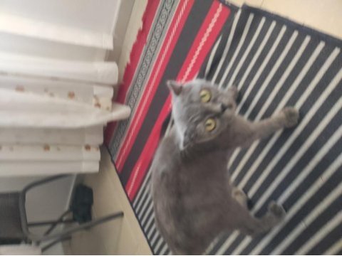 Eğitimli british shorthair yavrumuz