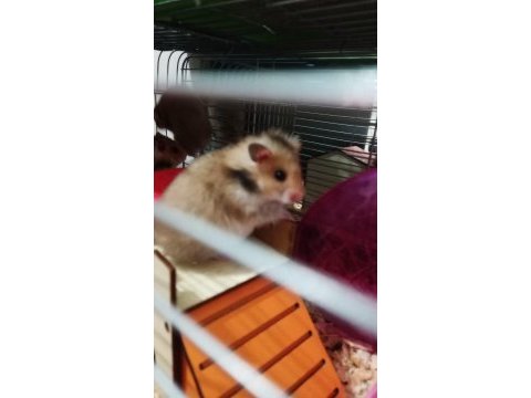 Yavru suriye hamster