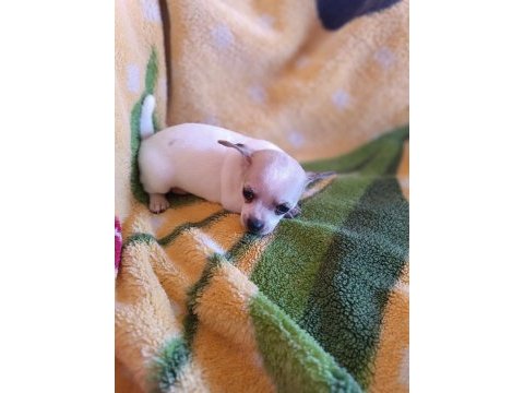 Erkek şivava 2.5 aylık chihuahua
