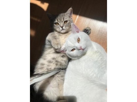 Beyaz british longhair