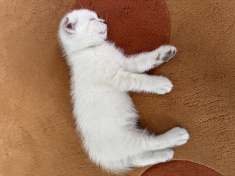 Mavi boncuk british shorthair