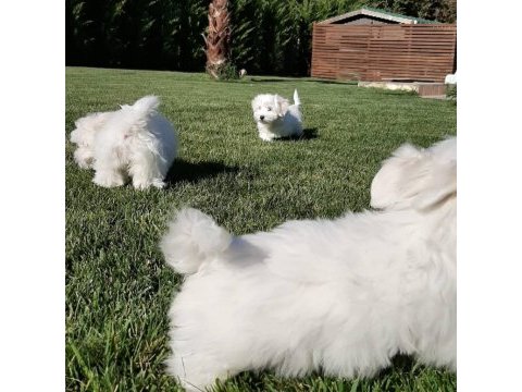 Maltese terrier yavruları sağlık ve ırk garantili 