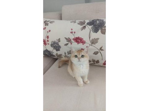 Çok güzel golden dişi british shorthair