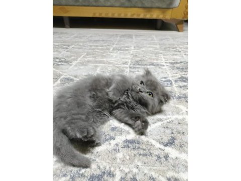 2 aylık scottish fold yavrularımız