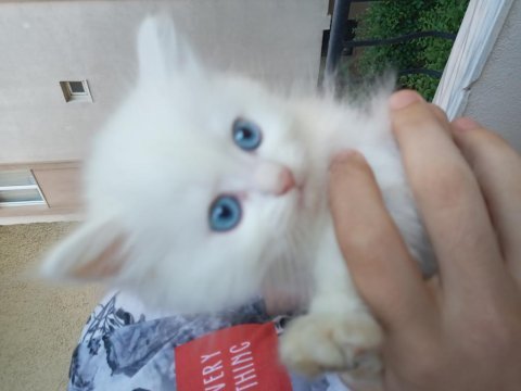 British longhair