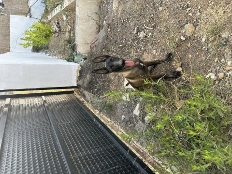 Muhteşem maskeli dişi belçika kurdu yavrular
