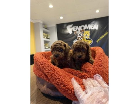 Wc eğitimli toy poodle yavrulr ankara mağzamzda görün