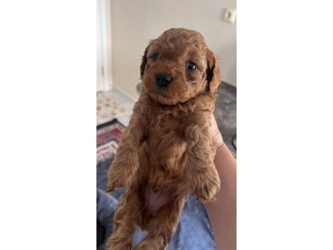 Toy poodle yavrular