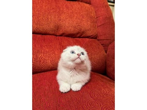 A kalite scottish fold yavrularımız