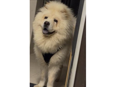 8 aylık erkek chow chow