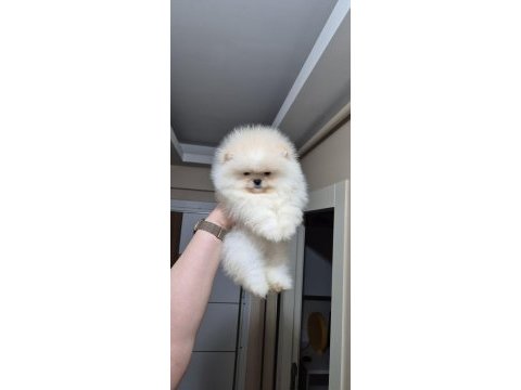 Üst kalite ayıcık yüz pomeranian boo erkek