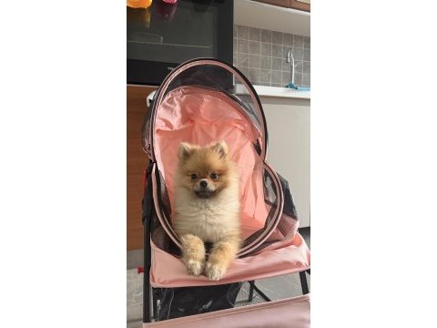 7 aylık aşıları tam kimlikli pomeranian