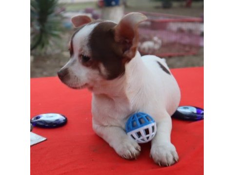 Chihuahua erkek yavru teacup marjinal renk
