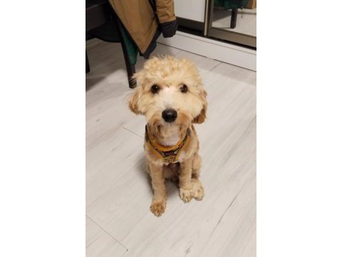 Aylık erkek maltipoo
