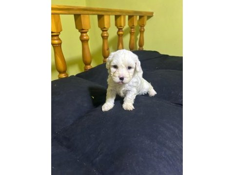 Maltese beyaz köpeği