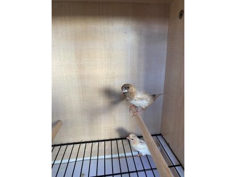 Yumurtlayan golden finch ve tepeli benegal bakıcı ile