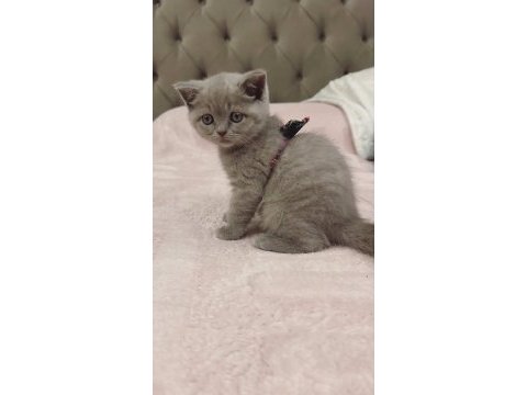 2 aylık yavru kedilerimiz yeni yuvalarını arıyor