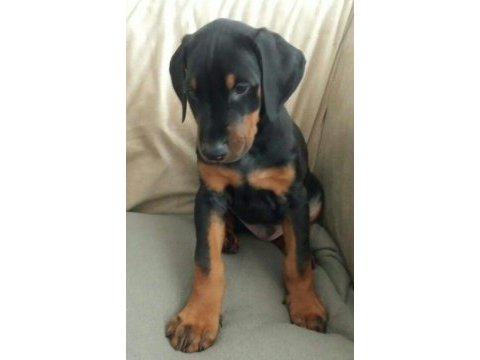 Estetikli doberman yavrular