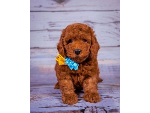 Toy poodle safkan her renk yavrularımız