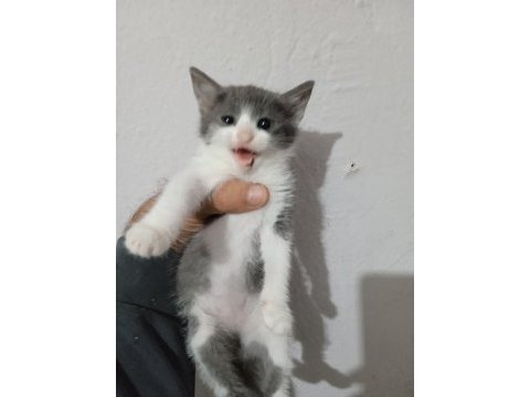 3 aylık diş ve erkek kedilerim var