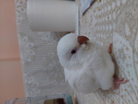 Albino monk papağanı
