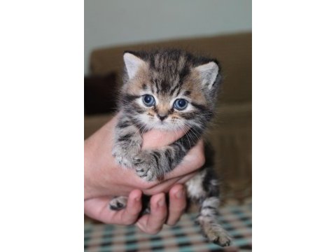Rezerveye hazır güzel scottish fold yavrularım