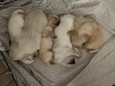 Pekinez minikler yuvasını arıyor