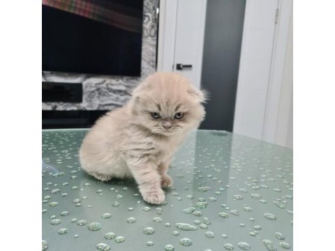 Scottish fold dişi ve erkek yavru