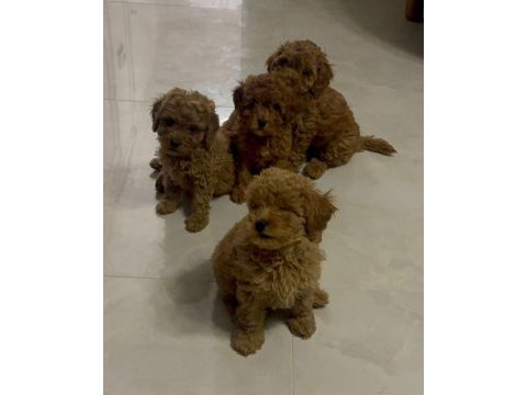 Anne altından uygun orjinal poodle bebekler