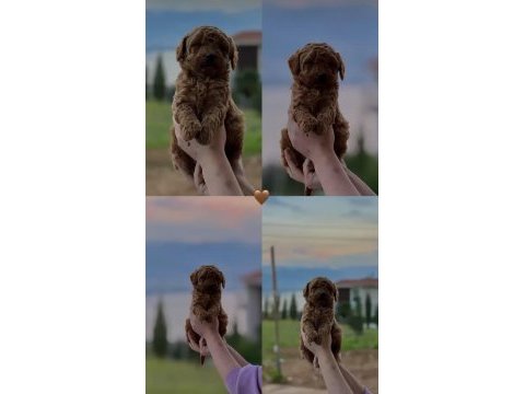 Toy poodle köpeği