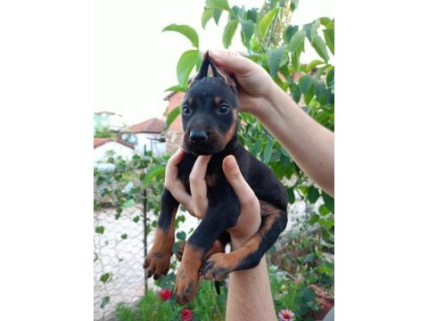 A kalite doberman yavrular
