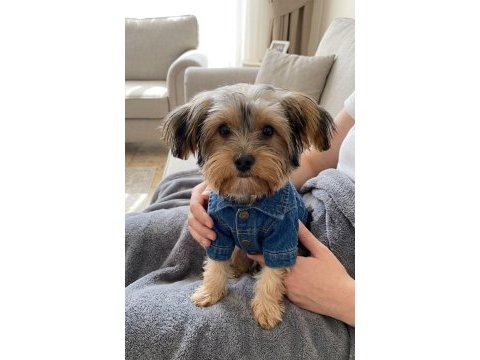 Uyumlu çok akıllı yorkshire terrier
