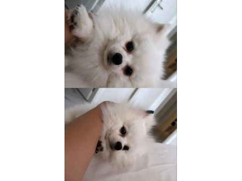 1 yaşında erkek pomeranian eğitimli kar beyazı renkte