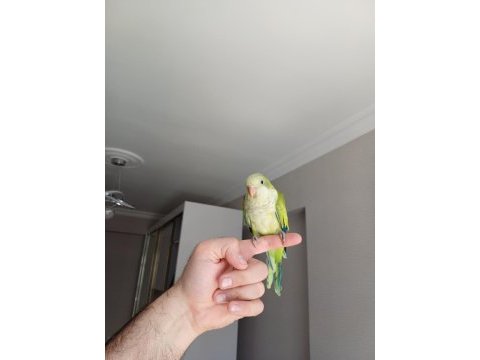 Full evcil monk papağanı bebek