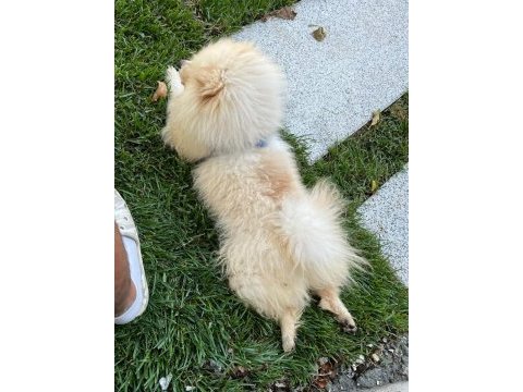 Meraklısına pomeranian boo