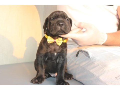 A scr kıf-fcı kayıtlı cane corso yavrular