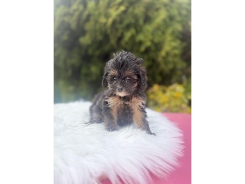 Maltipoo yavrularımız