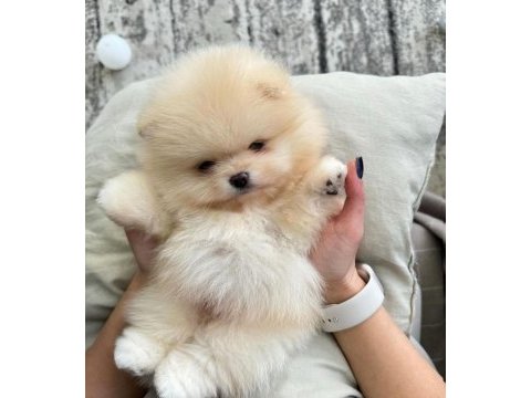 Show kalite a class pomeranian boo erkek dişi
