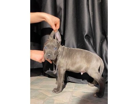 Üst kalite cane corso