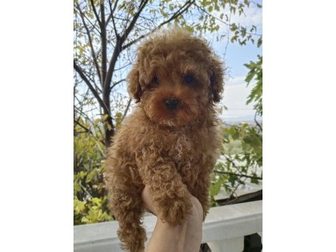 3 aylık erkek toy poodle