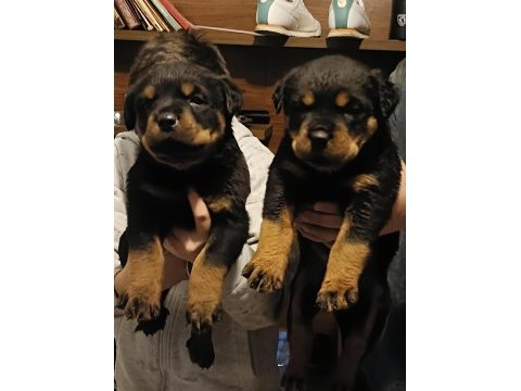 Kalitenin de kalitesi koca kafa erkek rottweiler