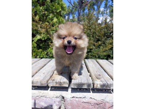 Teacup pomeranian yavruları