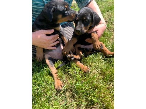 A kalite heykel gibi doberman yavrular