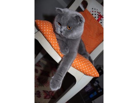 Temiz, bakımlı scottish fold