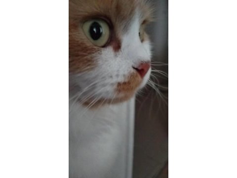 British longhair kırması dostlarımız yuva arıyor